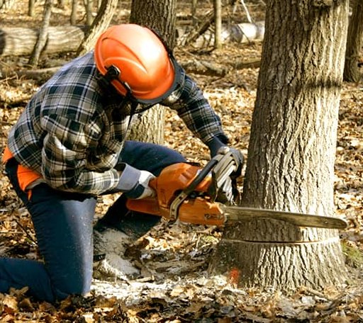 Tree Removal in Arlington, KY